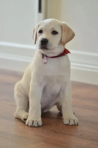 Filhote Labrador Retriever | Um Amor Que Cresce com a Família