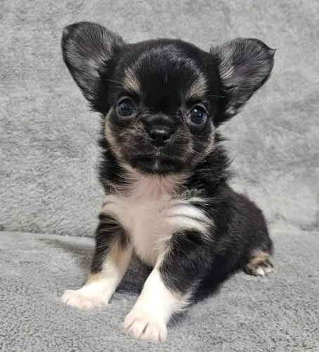 Chihuahua fêmea de pelo longo