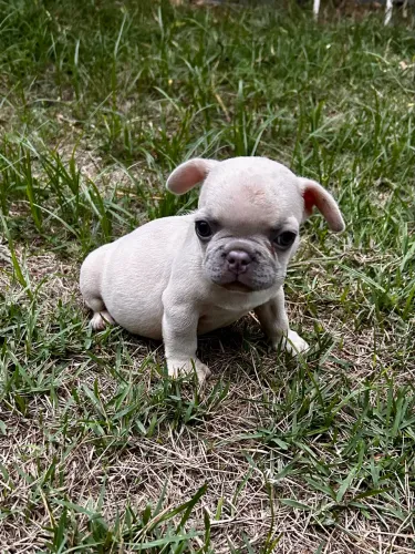 Bulldog francês macho cor rara