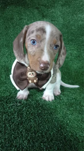 Basset filhote