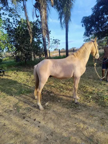 Cavalo