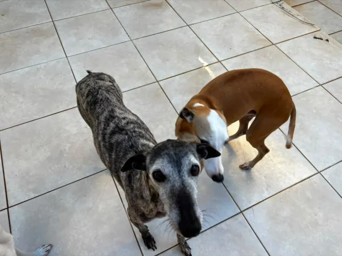 Whippets para Adoção! 6 anos, 2 adultos