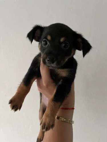 Filhote de pinscher