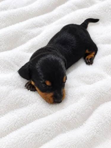 Dachshund fêmea