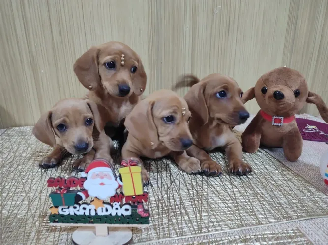 Basset fêmeas e machos