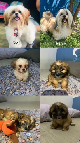 Vendo filhotes de lhasa apso