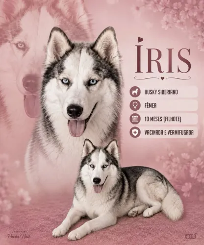 VENDA HUSKY FEMEA ( ÍRIS )