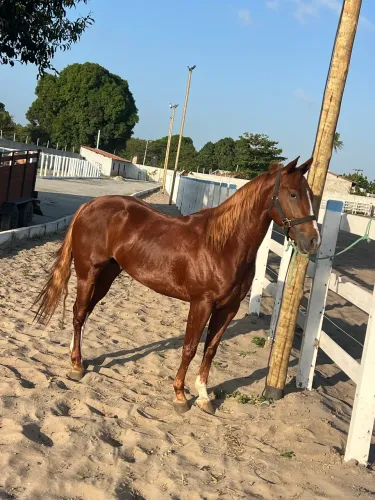 Cavalo pra ranch sorting ou esteira 
