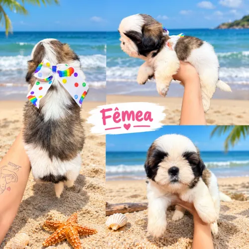 Shitzu Fêmea
