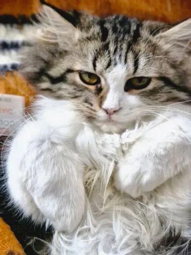 Gato mestiço ragdoll e Maine coon 