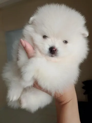 Lulu da pomerânea anão