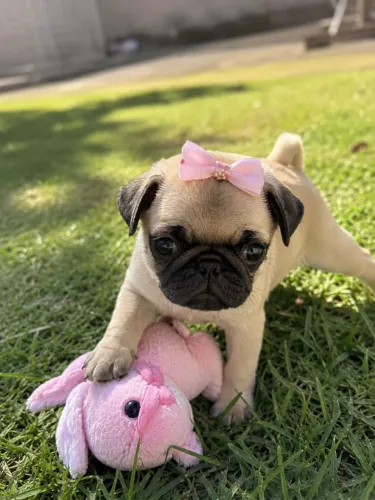PUG FEMEA 