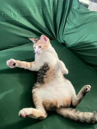 gata para adoção