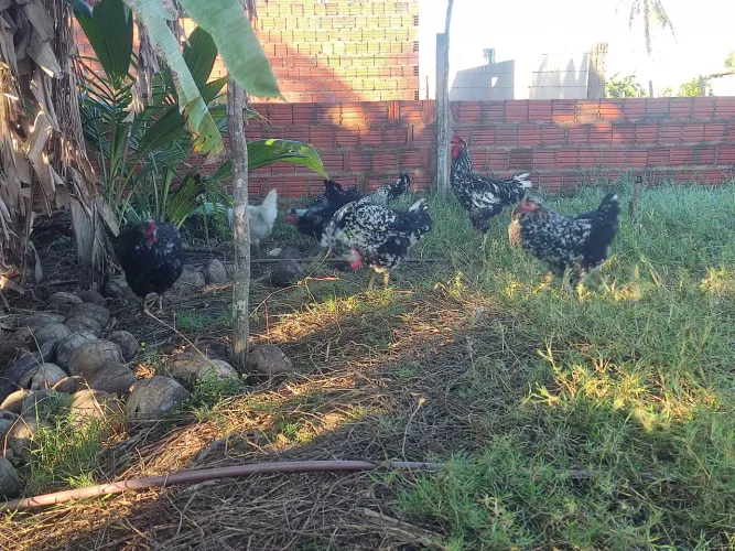 Galinha GSB mottled de preto