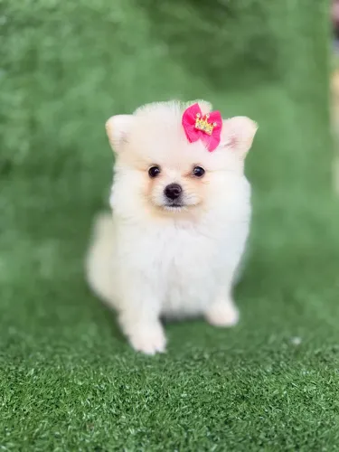 Spitz Alemão Lulu da Pomerania fêmea
