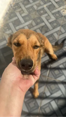 Doação de cachorros