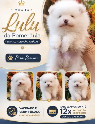 Lulu da Pomerânia machinho branco