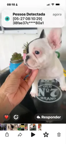 Buldogue Francês macho