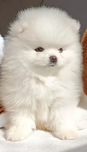 Luluzinho