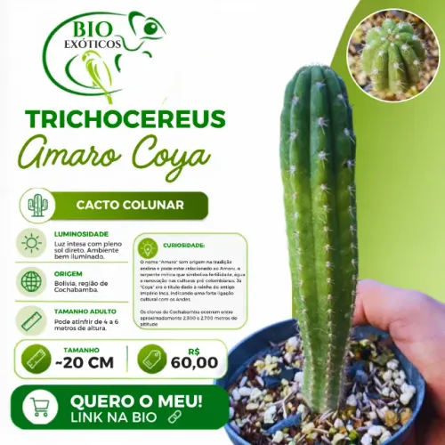 Cacto de coleção e paisagismo
