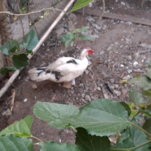 Patos