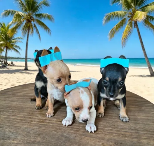 Pinscher