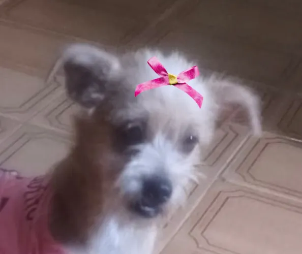 Linda Mel para adoção