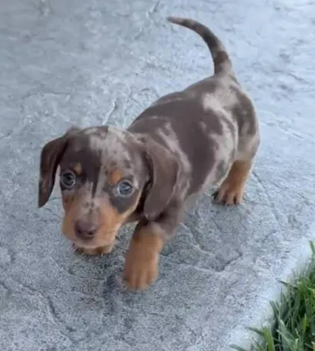 Basset Dachshund Teckel Alerquim de Chocolate Premium. 