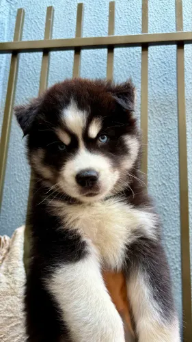 Husk siberiano