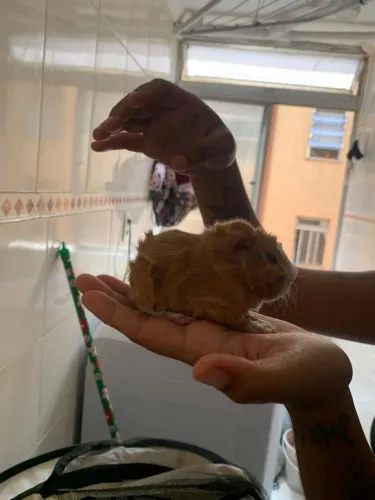 Porquinho da india 
