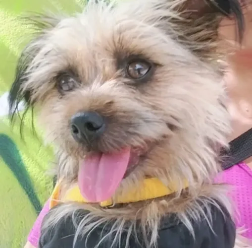 Yorkshire terrier port pequeno com pincher 