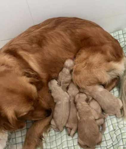 Doação de filhotes de Golden Retriever