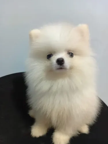 Lulu da pomerania macho
