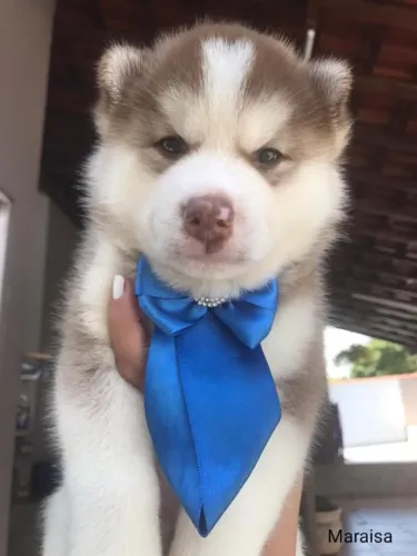 Husky siberiano olhos incriveis