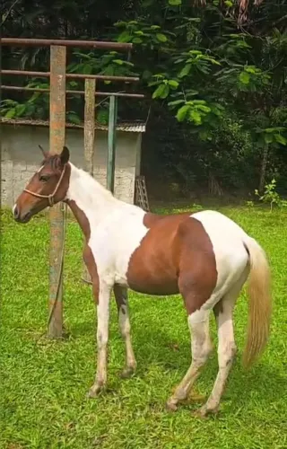 Potro Mangalarga Marchador 
