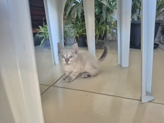 Gata filhote adoção 