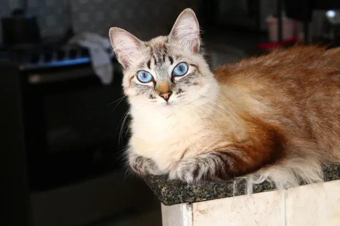 Gata para adoção 