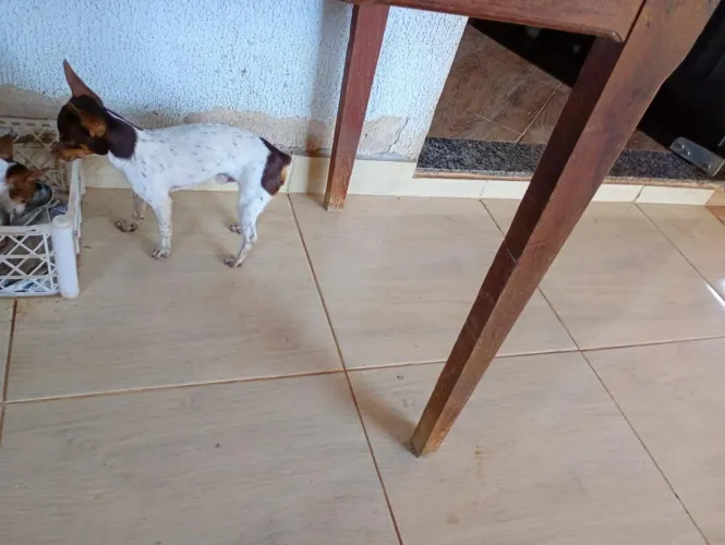 Vendo padreador