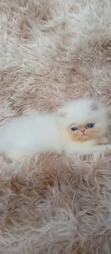 Linda gatinha persa 