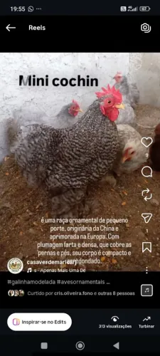 Mini cochin