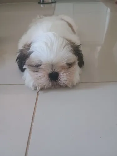 Shitzu filhote, 2 meses