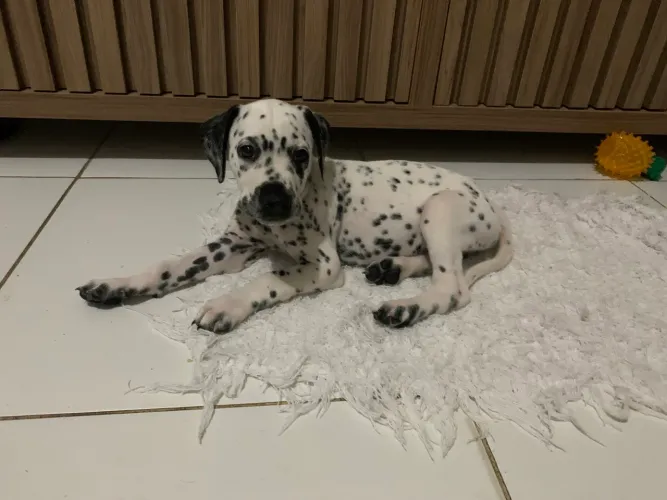 Filhotes de Dalmata 500,00