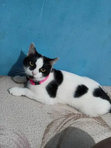 Doa se essa gatinha já é castrada 