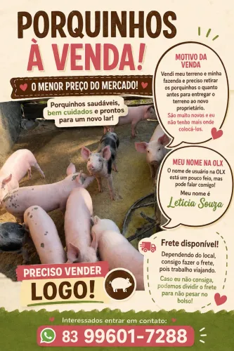 ? PORQUINHOS À VENDA ? R$ 50 CADA!