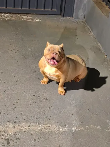 Cachorra fêmea Exotic Bully