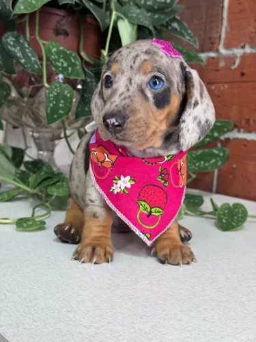 dachshund pelo curto