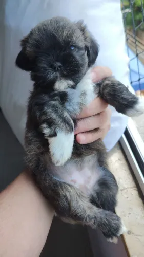 filhote de shih Tzu