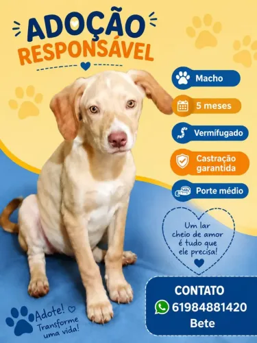 Cão porte medio