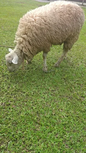 Cordeiro