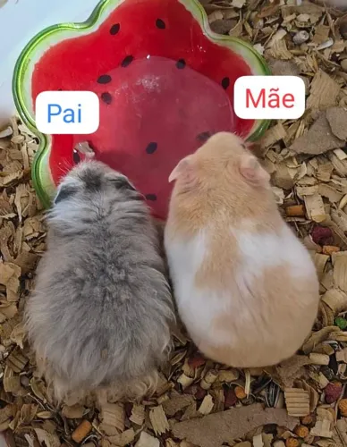 Hamster filhote